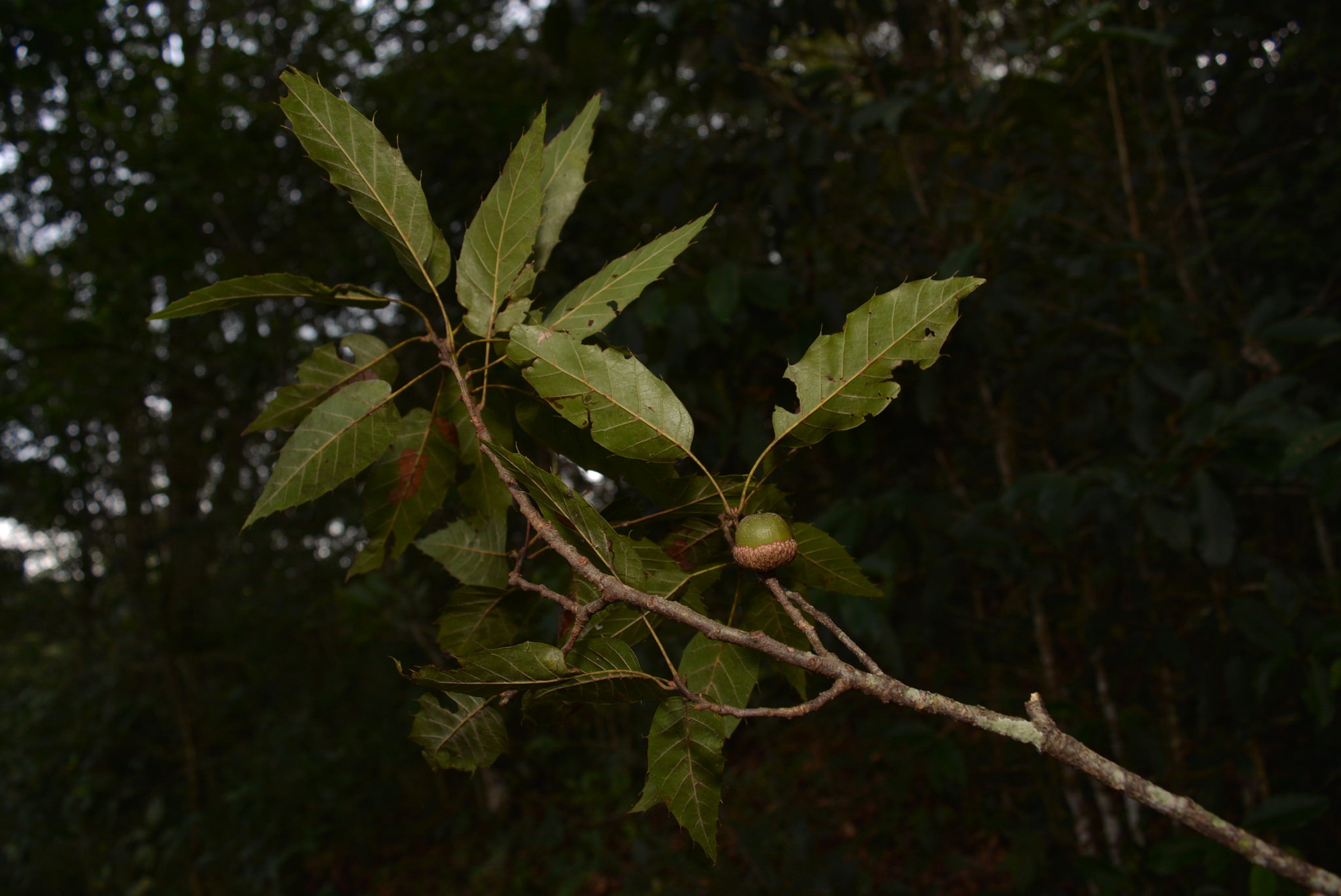 Quercus xalapensis